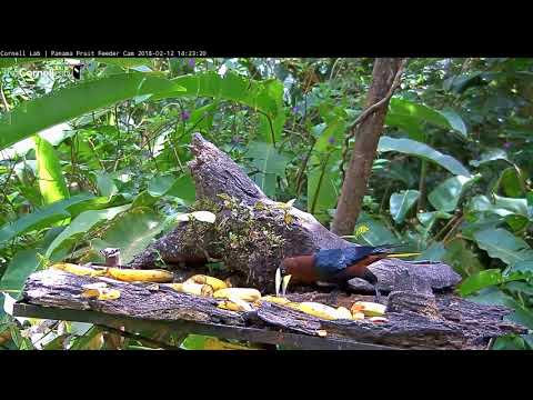 Video 2018 02 12 142241 Chestnut headed Oropendola SINGING on arrival