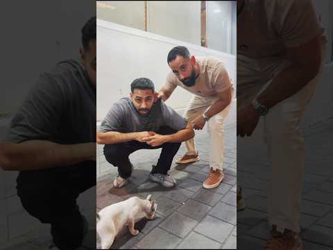 هل القطط مقرفه ؟
