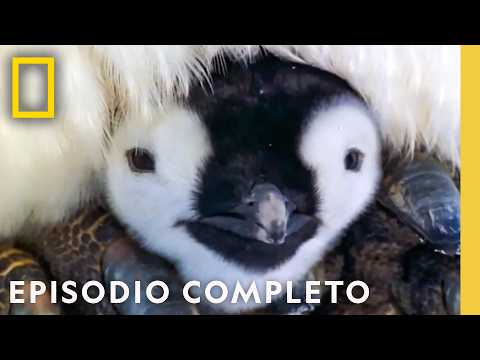 Crías Animals vs. La Naturaleza Salvaje | Viajes Salvajes | Nat Geo en Español