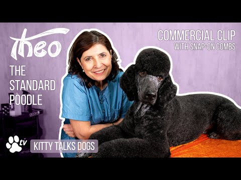 Kitty Talks Dogs - Grooming Theo The Standard Poodle With Snap-On-Combs