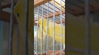 Download lagu Yellow canary original short7 #canary #canaricultura #canarybird #timbrado mp3