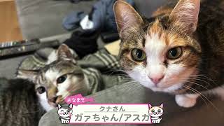 【猫動画】いつでもどこでも！カワイイニャンコ動画！〜にゃんともパレード〜#猫動画#猫#448