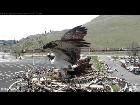 Iris Calls Prior to Delivery of a Large Fish – Apr. 18, 2017