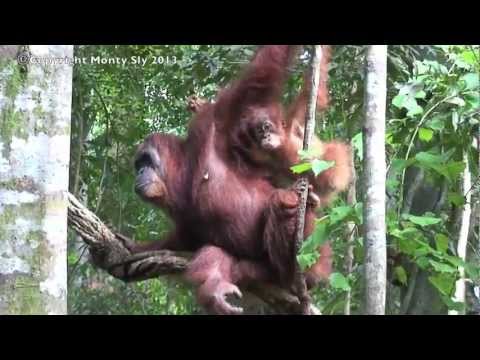 Orangutan Hear Gibbon Sing