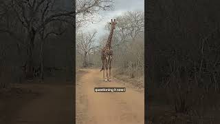 Standoff with a Giraffe