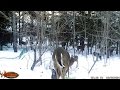 Woman Fined 233 For Feeding Deer In Her Backyard