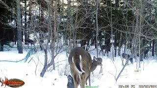 Woman fined $233 for feeding deer in her backyard