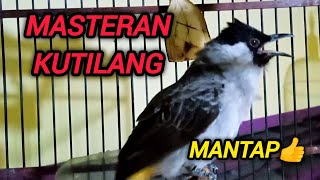 Download lagu KUTILANG GACOR FULL ISIAN NGLAGU COCOK UNTUK MASTERAN KUTILANG LAIN mp3