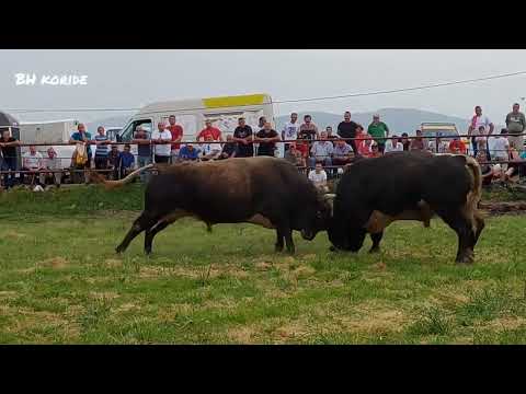 KOBRICA & PERAN Vidikovac 2022