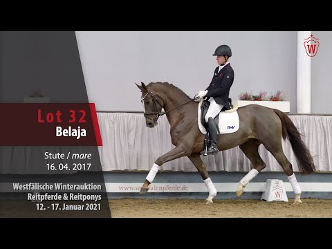 Winterauktion Reitpferde & Reitponys Lot 32 Belaja Stute v. Borsalino - Florestan I