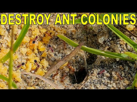 How To Kill Ant Colonies In 24 Hours: Kills The Queen!