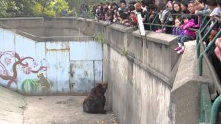 preview picture of video 'Bear panhandler in Beijing Zoo (27.10.2013)'