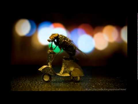 Mr. Fly - Quand tu dors