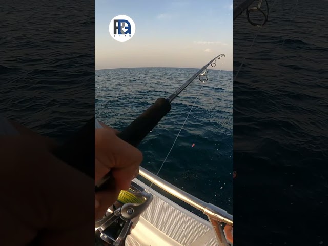 Jackal BAMBLUZ BITEBEANS TG بايت بينز تنجستن ألوان...