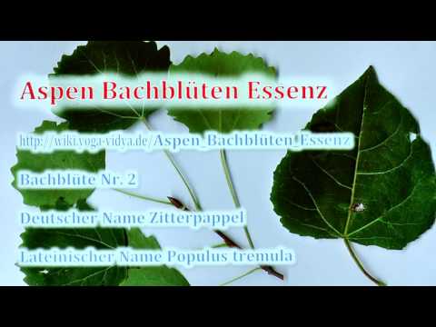 Aspen Bachblüten Essenz