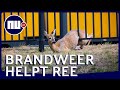 Ree bevrijd uit hek op station bij Thialf in Heerenveen | NU.nl