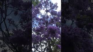 11月28日　シドニーのジャカランダ