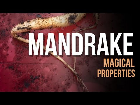 Magical Properties of Mandrake Root