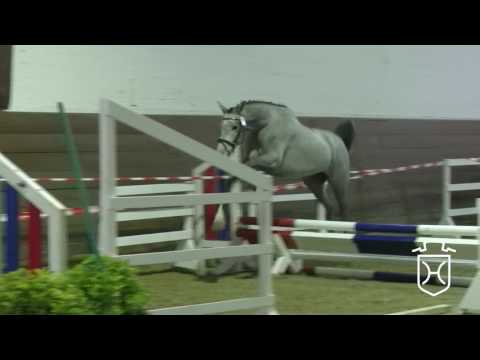 21 Holsteiner Stute von Clarimo - Caretino - Exkurs