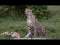 Cheetah Takes A Grant S Gazelle