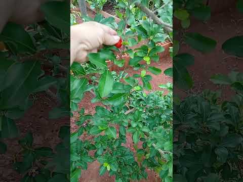 Vida simples em Aparecida de Goiânia-GO #dicasdecasa #aparecidadegoiânia