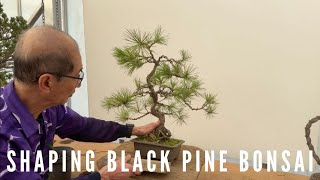 Shaping Black Pine Bonsai Trees