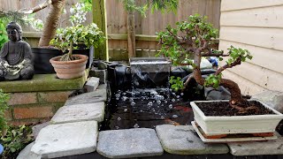 Portulacaria Afra Bonsai Repot & Update