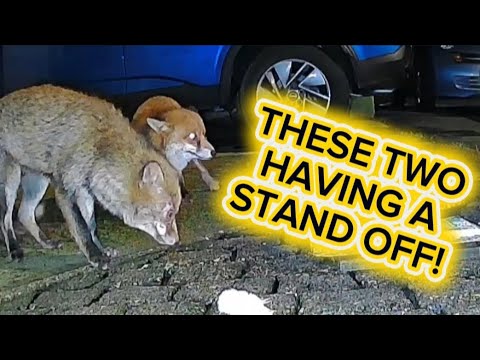 Teeny & DJ! #fox #wildlife #cute #fyp #viralvideo 