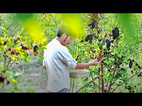 How to Make Mulberry Jam and Mulberry Wine？｜Xiao Wu Lifestyle in Yunnan