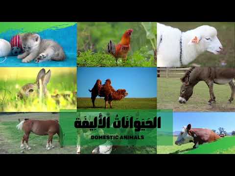 Domestic Animals in Arabic for kids, Animal names and sounds Arabic أصوات الحيوانات بالعربية