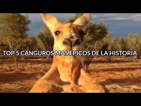 Top 5 canguros mas epicos de la historia
