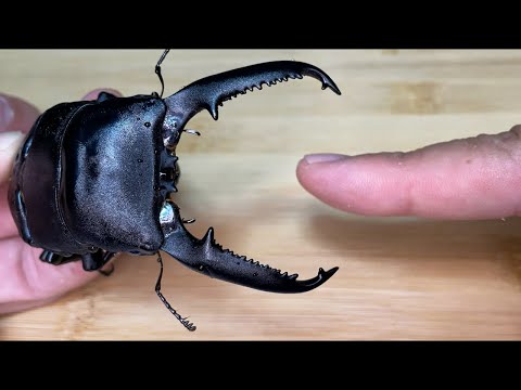 カブトムシに噛まれますか?