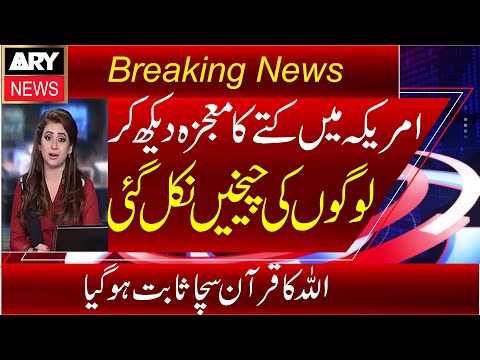 America Main Dog Ka Mojza Dakh Kar Loogon Ki Chekhain Nikal Gai