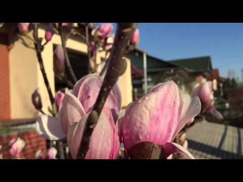 Magnolia (liliomfa). Spring.