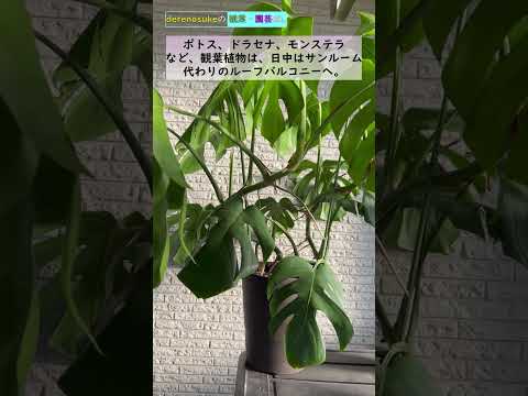 バラの茂みを霜から守るにはどうすればよいですか？植物が冬を乗り切るためのヒントとコツ  庭園