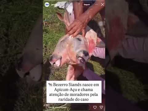 Boi com duas cabeças em Apicum-Açu