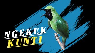 Download lagu Cucak Ijo Gacor Ngekek Isian Kunti Cocok Buat Pancingan Cucak Hijau Bahan mp3