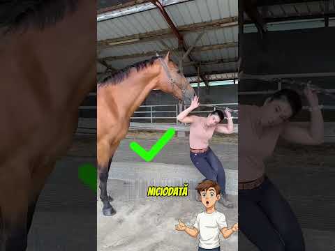 Modul corect de a trata un cal ❤️