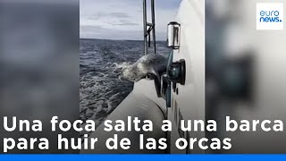 Vídeo, una foca salta a la barca de un fotógrafo para huir de las orcas