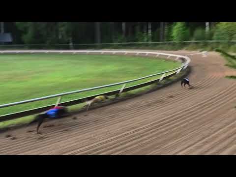 Start 8: Whippet CGRC European Championship 2018 Bitches Final 280 m