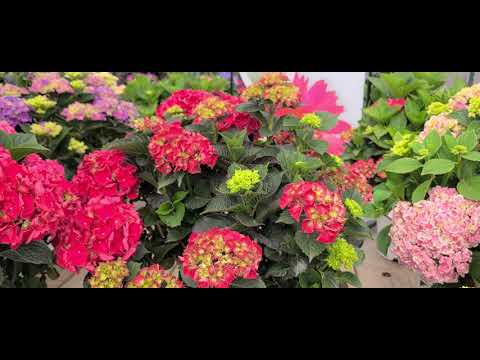 20 Seconds with Hydrangea Magical® Ruby Red // Spectacular, Compact, Dark Red Hydrangea
