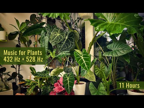 432 Hz + 528 Hz Music for Plants 🌱 Powerful Plant Growth & Healing Frequency