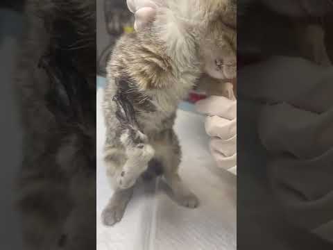 Kitten Is Tragically Hit By A Car, Resulting In Extensive Injuries & Excruciating Pain