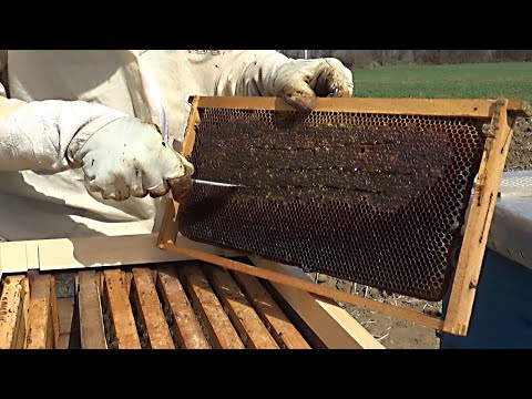 Mësoni një teknikë stimulimi me kornizë Mjalti