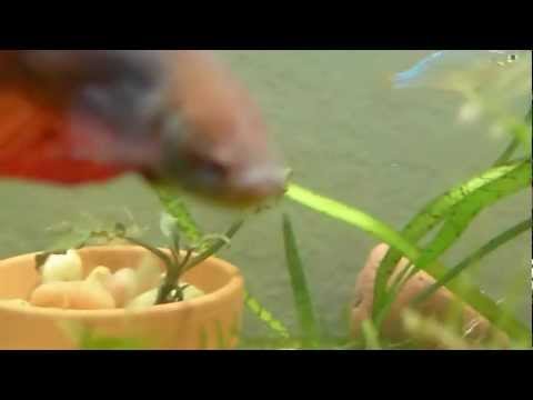 How to have aPlanted Betta Tank Setup with Betta Fish and live aquatic plants
