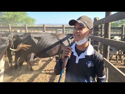 🔥Feira do gado do alto Sertão Monte Alegre Sergipe  11 Dezembro  2025🐂♉️