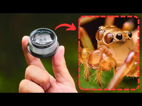 STUNNING MACRO SHOTS With NiSi 49mm Close Up Lens