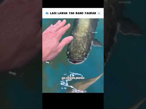 Fatal Dia Kira Memegang Ikan Arapaima Akan Baik baik Saja ☠️ #shorts #denssop #cerita #hewan