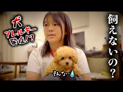 【感動】飼えないの？めいちゃんは犬アレルギー発症！？２泊３日の子犬ホームステイ密着