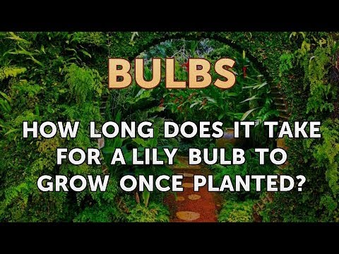 download lagu mp3 mp4 How Long Does It Take For Flower Bulbs To Grow, download lagu How Long Does It Take For Flower Bulbs To Grow gratis, unduh video klip How Long Does It Take For Flower Bulbs To Grow
